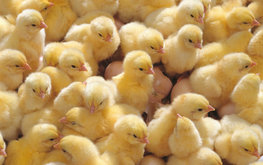 &laquo;Руском&raquo; строит бройлерный племрепродуктор / Агро-Матик