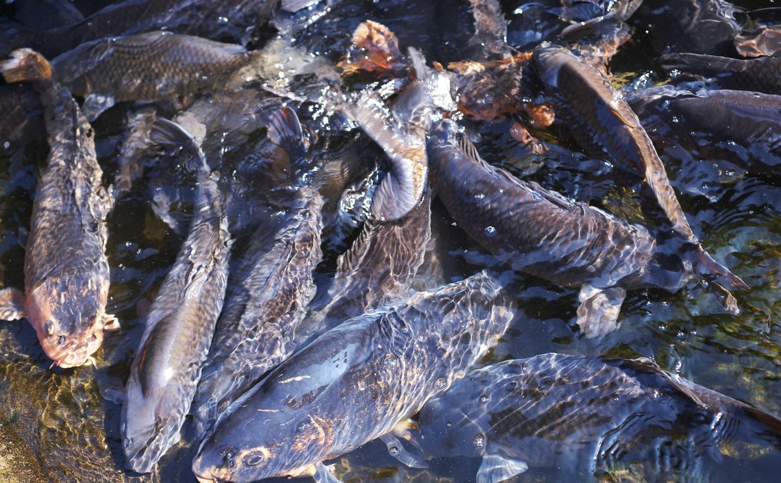 Совокупный объем производства рыбы к 2030 вырастет до 204 млн тонн — ФАО / Агро-Матик
