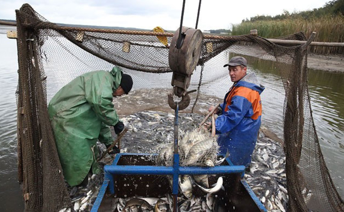 Шесть белорусских рыбхозов получат субсидии на уплату процентов по кредитам / Агро-Матик