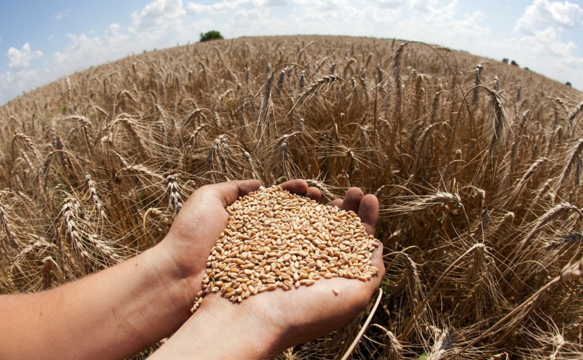 Производство зерна в России в 2020 году может составить 122,5 млн тонн / Агро-Матик