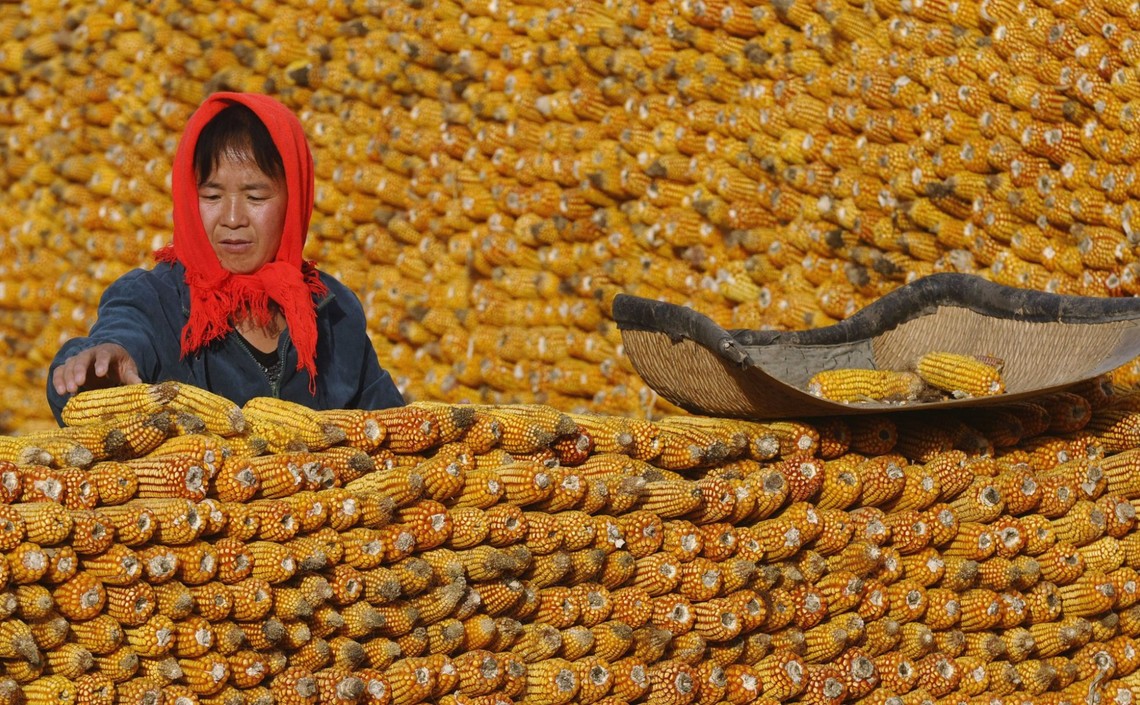 Китай начинает разработку богатой белком кукурузы, которая заменит соевый шрот в кормах для животных / Агро-Матик