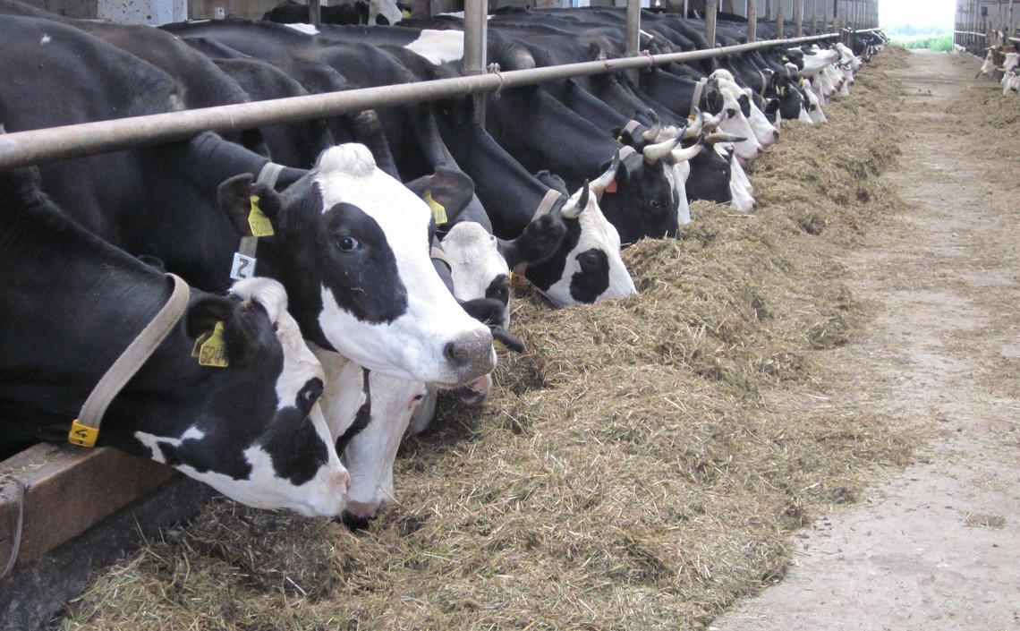 В Вологодской области увеличилась молочная продуктивность коров / Агро-Матик