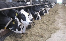 В&nbsp;Вологодской области увеличилась молочная продуктивность коров / Агро-Матик