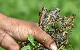 В&nbsp;Афганистане будут использовать саранчу в&nbsp;кормах для птицы / Агро-Матик