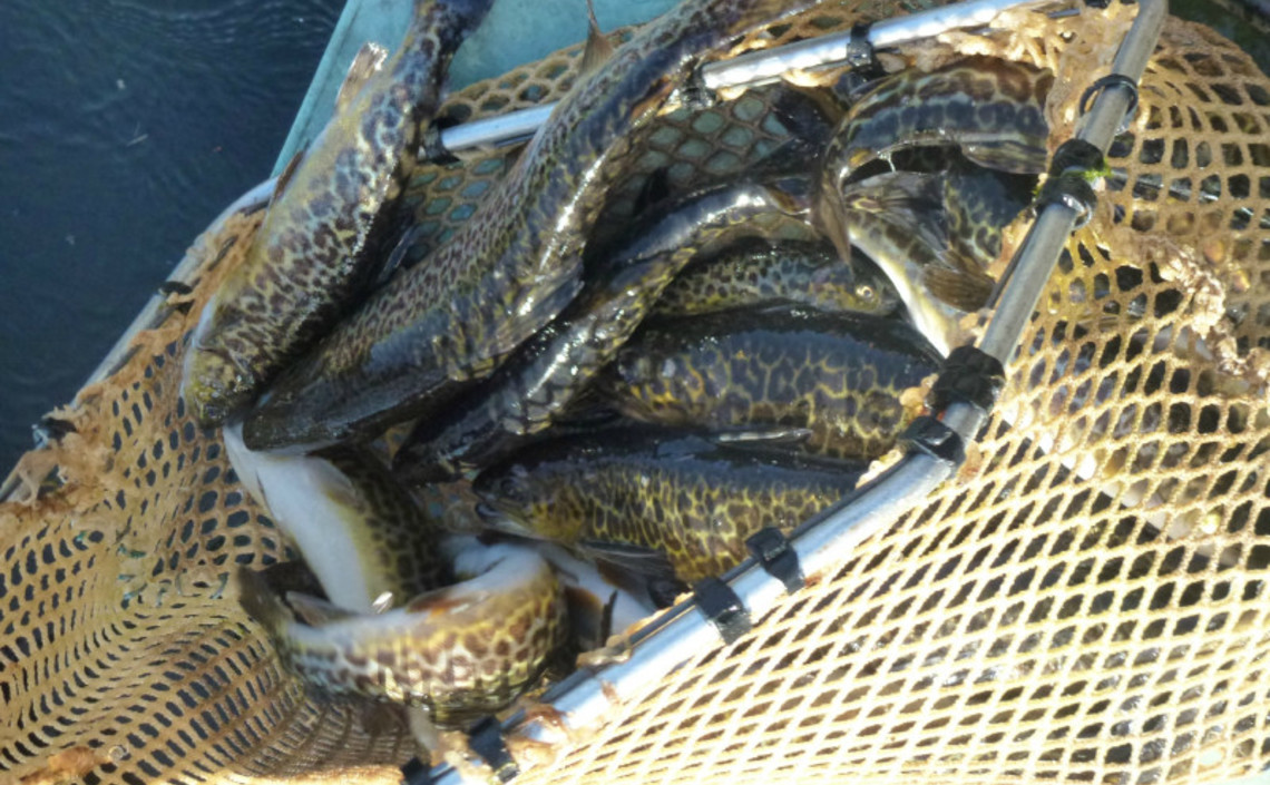 Форель для ЕАЭС: в Кыргызстане наращивают производство рыбы / Агро-Матик