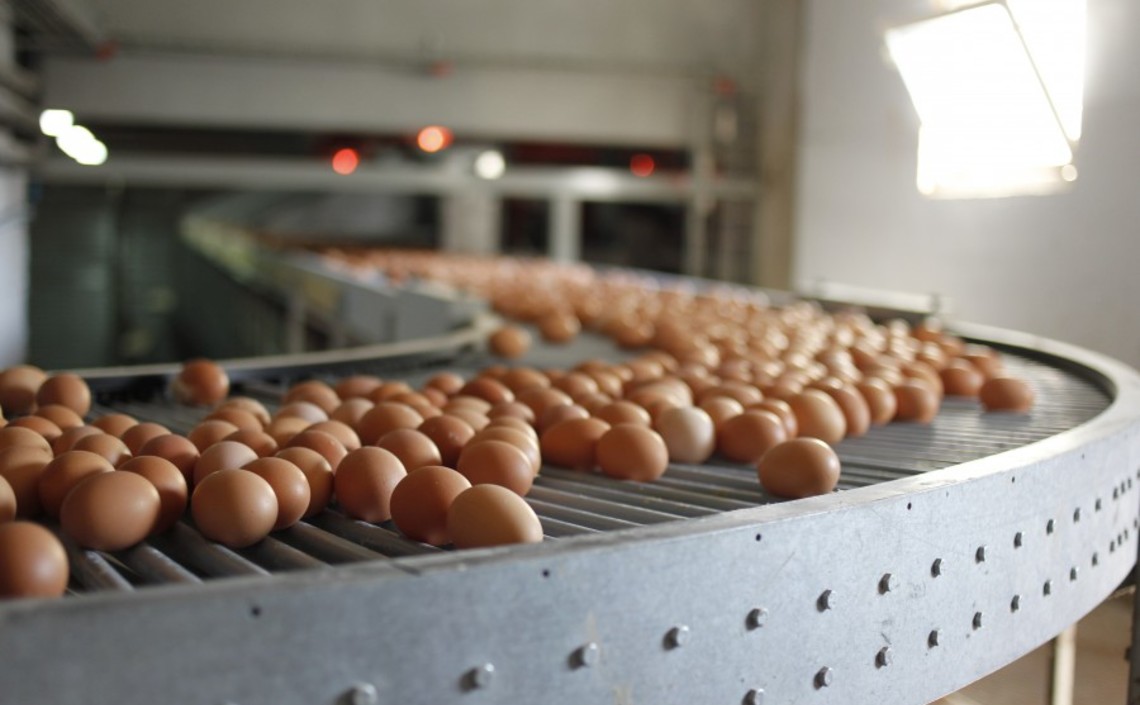Лидеры рынка увеличивают производство яиц / Агро-Матик