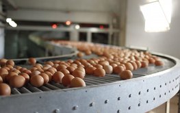 Лидеры рынка увеличивают производство яиц / Агро-Матик