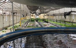 В&nbsp;Геленджике строят хозяйство с&nbsp;использованием аквапоники / Агро-Матик