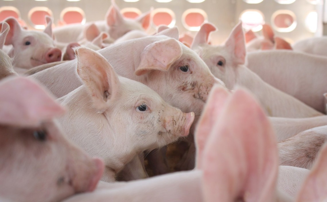 Производство свиней в РФ увеличилось в 1,3 раза за последние 5 лет / Агро-Матик
