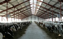 Минсельхоз: Ульяновская область демонстрирует высокую динамику в развитии животноводства / Агро-Матик