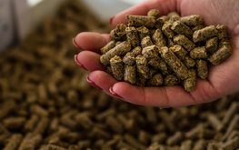 Россельхознадзор обеспокоен обнаружением в кормах из Канады незаявленных ГМО-компонентов / Агро-Матик