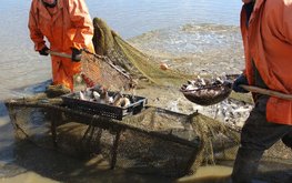 Рыбхозы Нижегородской области получат 18,5 миллиона рублей субсидий / Агро-Матик