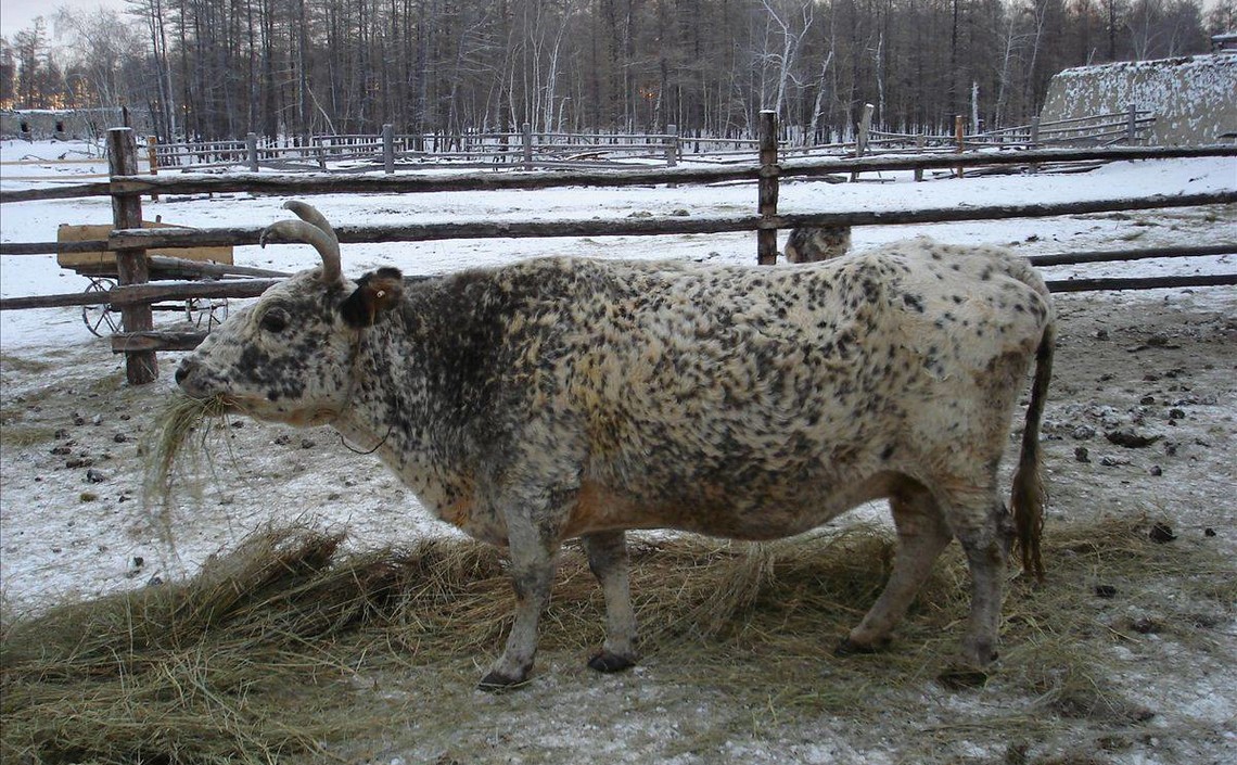 Московские ученые займутся исследованием якутских пород коров / Агро-Матик
