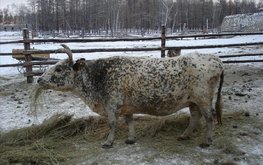 Московские ученые займутся исследованием якутских пород коров / Агро-Матик