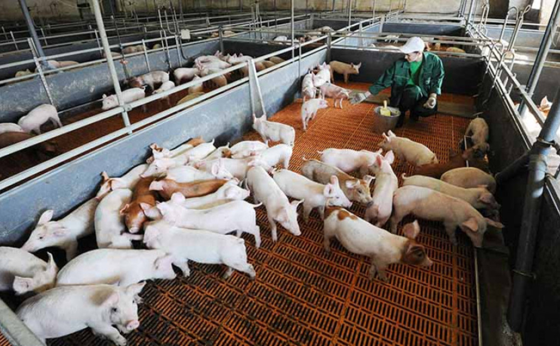 Китайские свиноводческие компании сообщают о значительном росте прибыли / Агро-Матик
