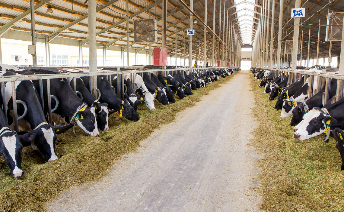 В Рязанской области производство молока выросло на 14,7% / Агро-Матик