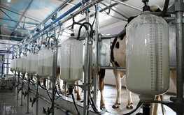 CP&nbsp;Foods хочет выйти на&nbsp;российский рынок с&nbsp;партнером / Агро-Матик