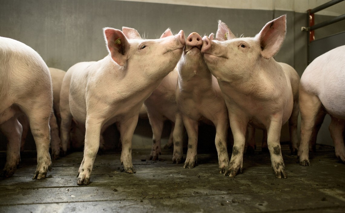 Куркумин значительно снижает риски заражения клеток свиней опасными вирусами / Агро-Матик
