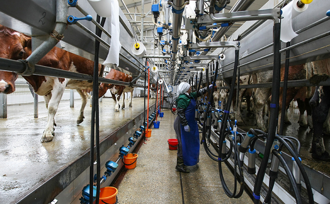 На Кубани в прошлом году было произведено больше всего молока в России / Агро-Матик