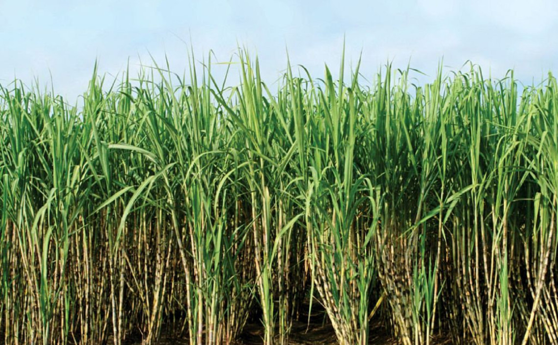В сахарный тростник добавили гены сои, кукурузы и хлопчатника для выведения супер-культуры / Агро-Матик