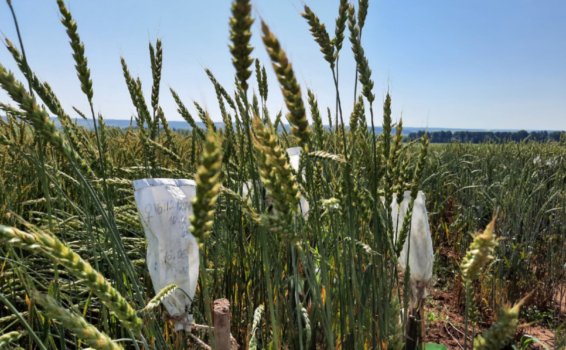 Удмуртские ученые вывели новый сорт озимой пшеницы «ДаУР» / Агро-Матик