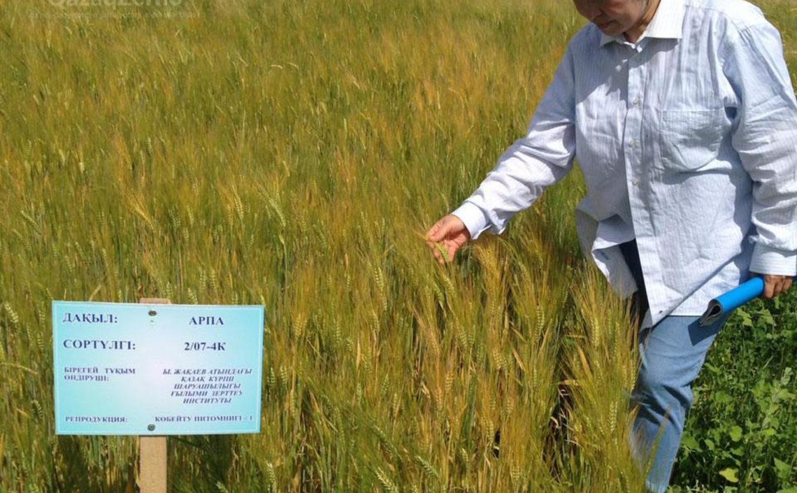 Казахские ученые получили патенты на новые сорта ячменя и пшеницы / Агро-Матик