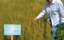 Казахские ученые получили патенты на&nbsp;новые сорта ячменя и&nbsp;пшеницы / Агро-Матик