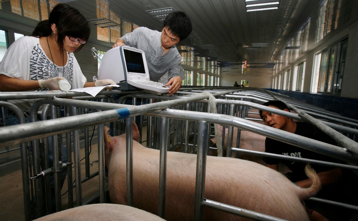 В Японии свиней накормили остатками от производства алкогольного напитка / Агро-Матик