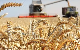 Средняя урожайность зерновых превысила прошлогоднюю / Агро-Матик