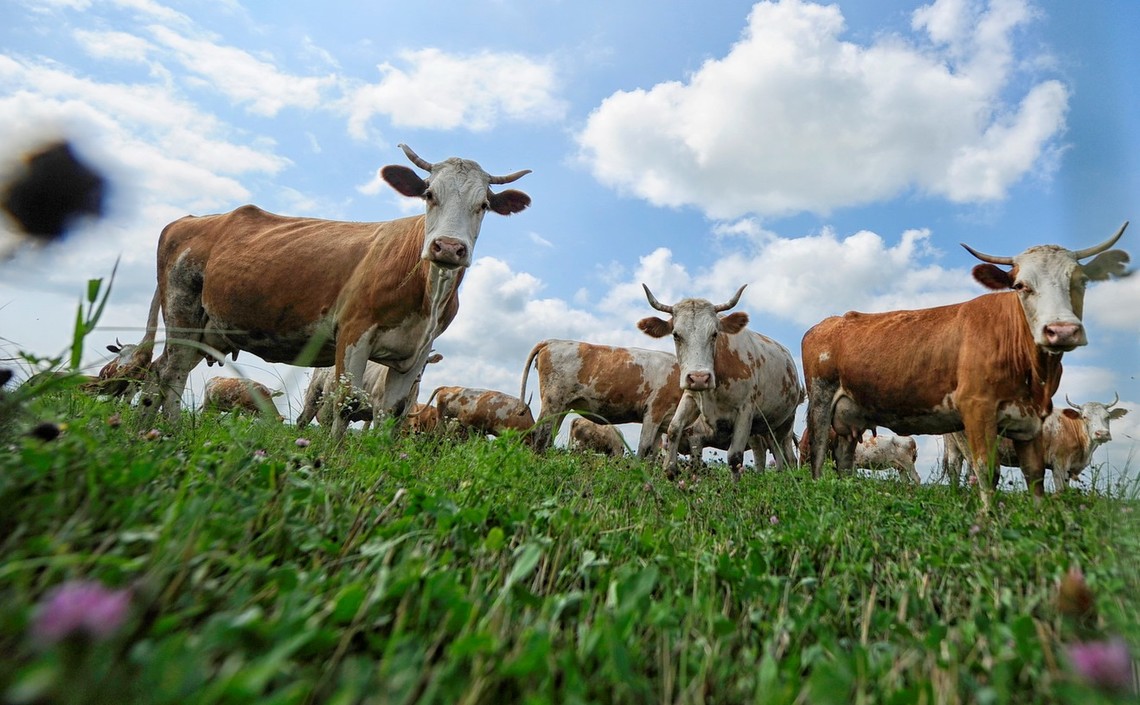 Минсельхоз: За шесть месяцев выросло производство продукции животноводства / Агро-Матик