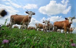 Минсельхоз: За&nbsp;шесть месяцев выросло производство продукции животноводства / Агро-Матик
