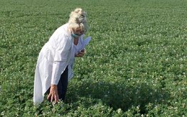 В&nbsp;Брянской области идёт апробация и&nbsp;регистрация сортовых посевов / Агро-Матик