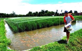 Как работает рисо-рыбное хозяйство / Агро-Матик