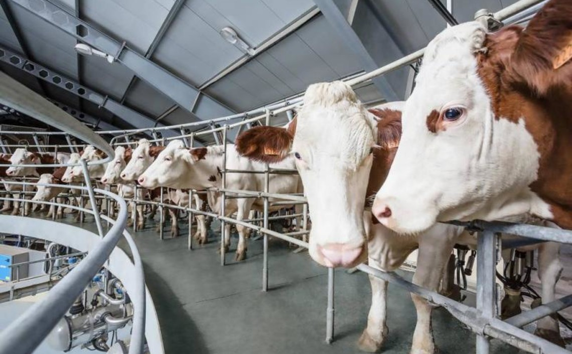 В Мордовии продолжается рост производства молока и продуктивности коров / Агро-Матик