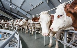 В Мордовии продолжается рост производства молока и продуктивности коров / Агро-Матик