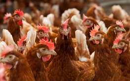 Предприятия птицеводства терпят убытки из-за пандемии / Агро-Матик