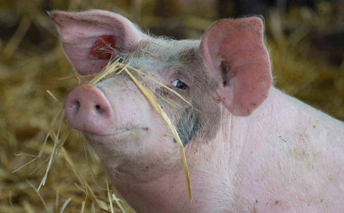 Индивидуальное кормление может повысить продуктивность свиноматок / Агро-Матик