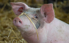 Индивидуальное кормление может повысить продуктивность свиноматок / Агро-Матик