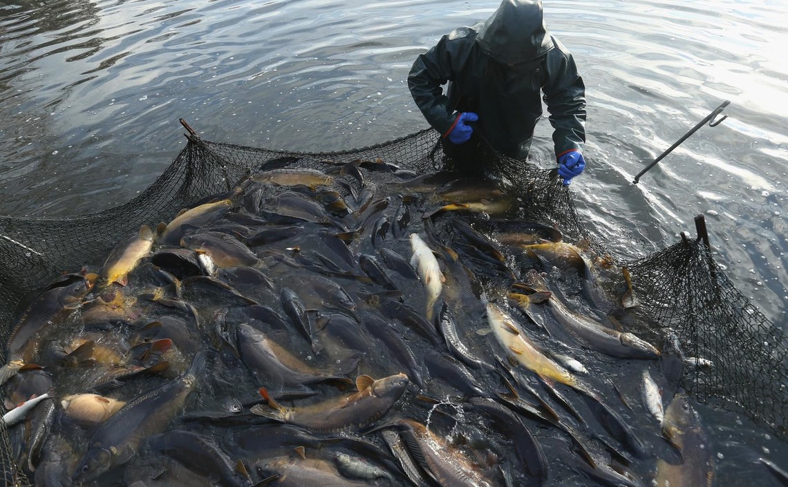 В Тюменской области вырастили более 1500 тонн рыбы / Агро-Матик