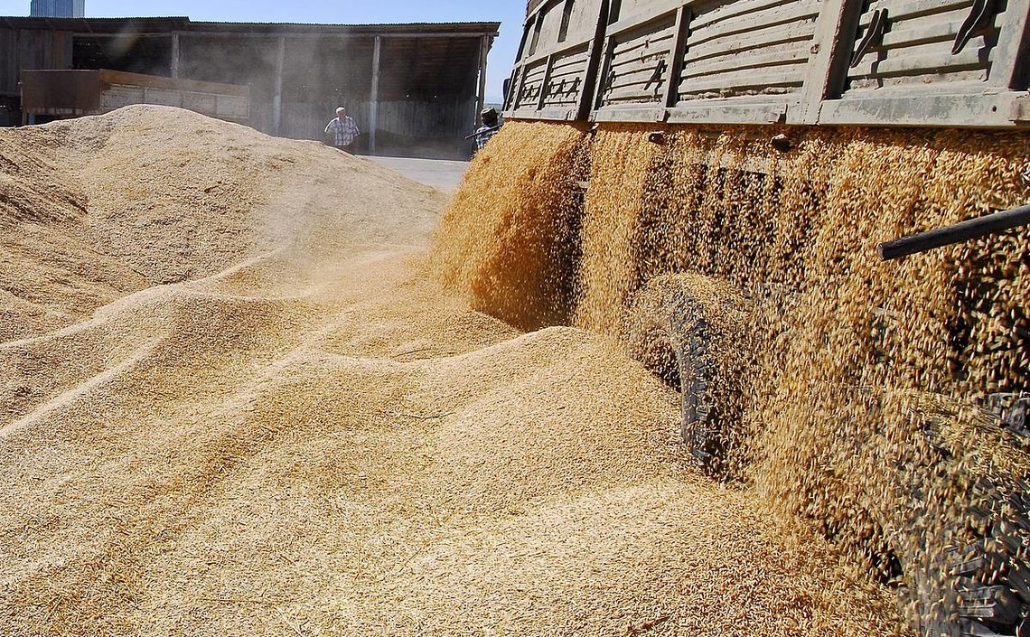 В Чувашии будут возмещать затраты на проекты по переработке зерна / Агро-Матик