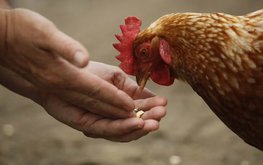 Ученые предлагают кормить кур коноплей и расторопшей вместо антибиотиков / Агро-Матик