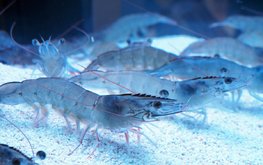 Ленинградская область начнёт экспорт морепродуктов / Агро-Матик
