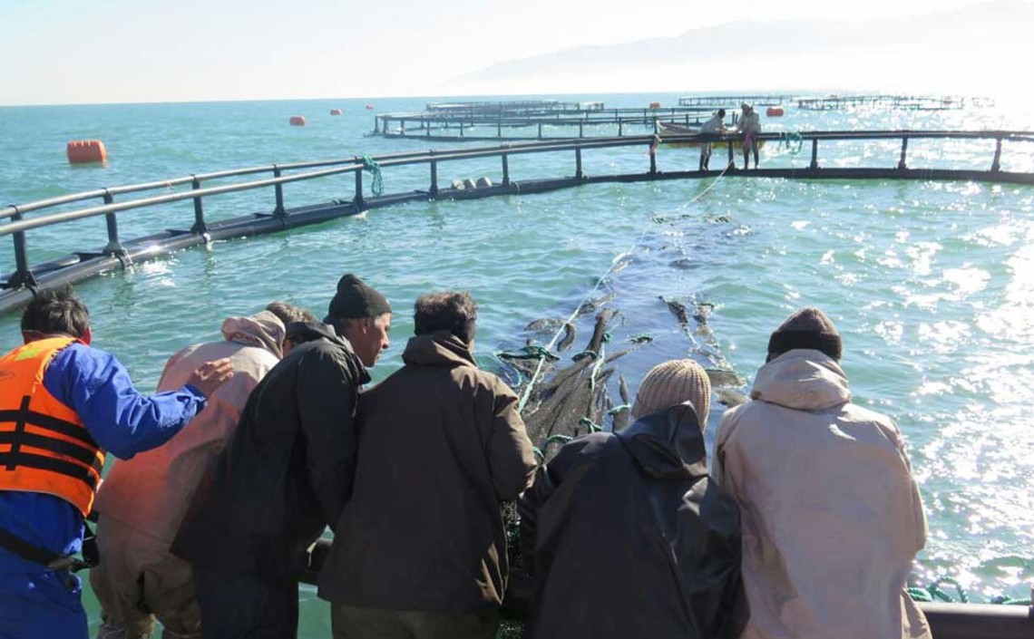 Аквафермеры Ирана готовятся «обогнать» рыбаков / Агро-Матик