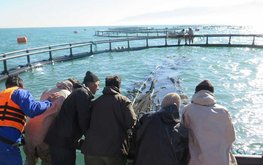 Аквафермеры Ирана готовятся «обогнать» рыбаков / Агро-Матик