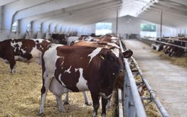 В Нижегородской области увеличено производство молока и мяса / Агро-Матик