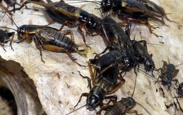 Британская компания предлагает фермам выращивать кормовых насекомых / Агро-Матик