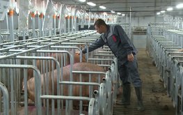 Свиноводство в&nbsp;Черноземье: каков реальный потенциал? / Агро-Матик