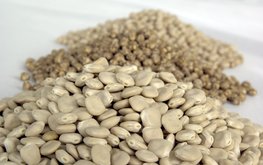Способ разделения зерна белого люпина по содержанию алкалоидов / Агро-Матик
