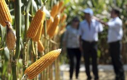 В следующем сезоне в Бразилии будет произведено рекордное количество сои и кукурузы / Агро-Матик