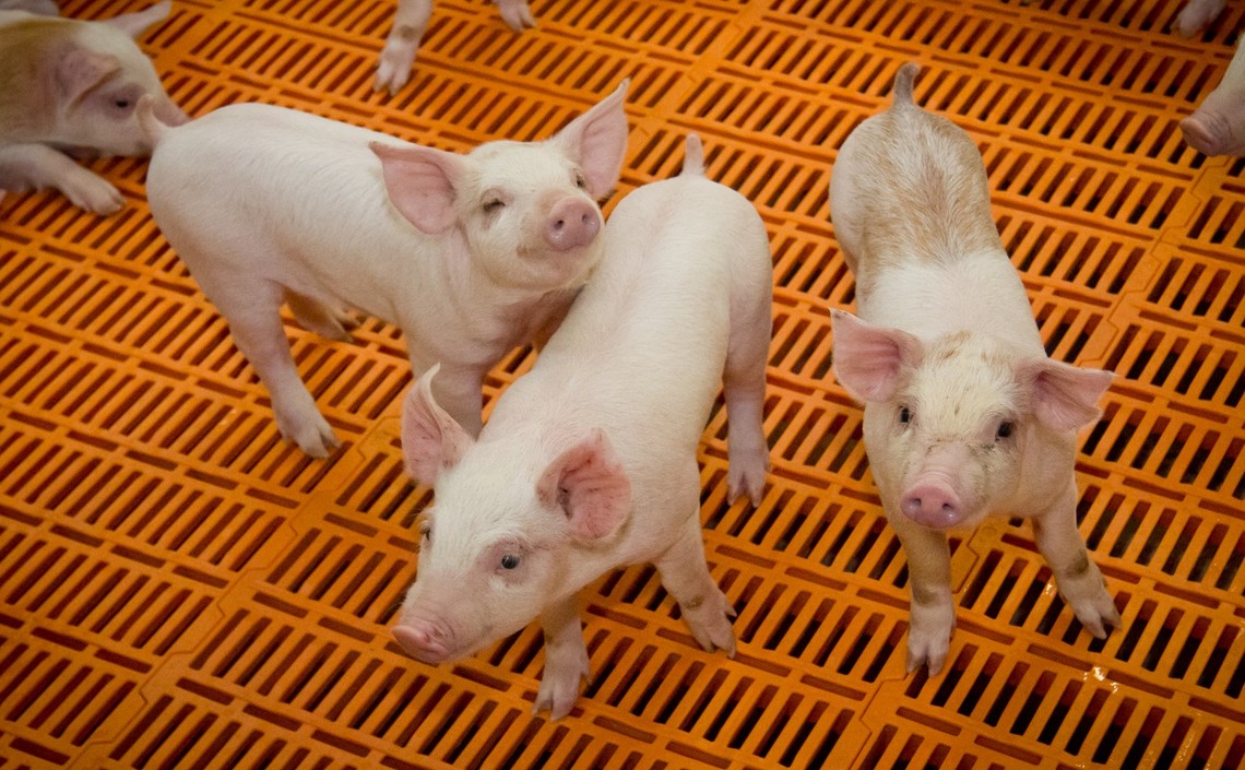 В Башкирии строят один из крупнейших в стране свинокомплексов / Агро-Матик